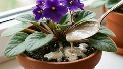  Yksi teelusikallinen juuren alle – ja orvokki kukkii jatkuvasti: lehtiä ei näy kukkien takaa.