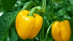 Mitä ei missään nimessä saa istuttaa paprikan viereen: sadon vihollinen