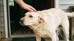 Koiran silittäminen oikein: 5 aluetta, joita kannattaa välttää ensin