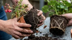 5 kasvien istutuksessa tehtävää virhettä, jotka tuhoavat ne