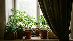 Mihin munakoisojen taimet tulisi istuttaa, jotta ne eivät pudottaisi silmujaan