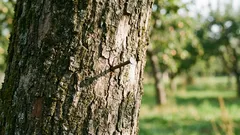 Miksi naulaa lyödään omenapuuhun: ikiaikainen rituaali, jolle on tieteellinen selitys